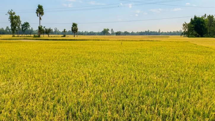 রাজশাহীর তানোরে শ্রমিকের সংকটে বিপাকে কৃষকরা